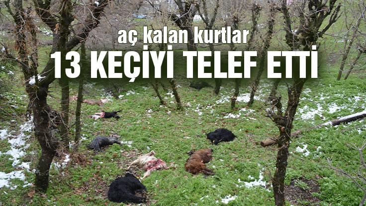 Aç Kalan Kurtlar 13 Keçiyi Telef Etti