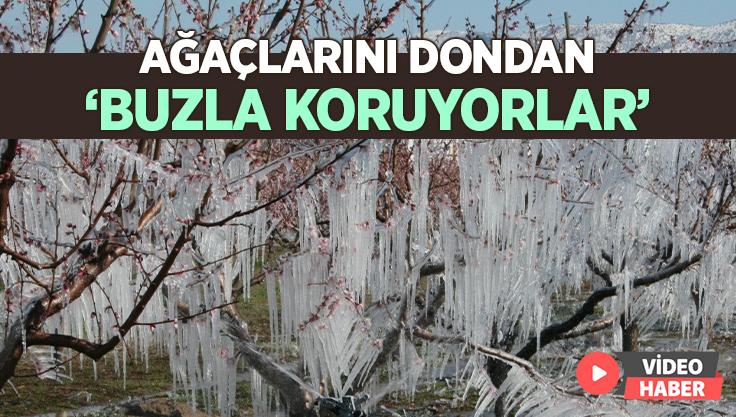 Ağaçları Dondan Buzla Koruyorlar