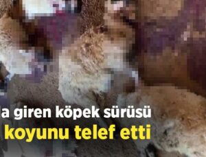 Ağıla Giren Köpek Sürüsü 40 Koyunu Telef Etti