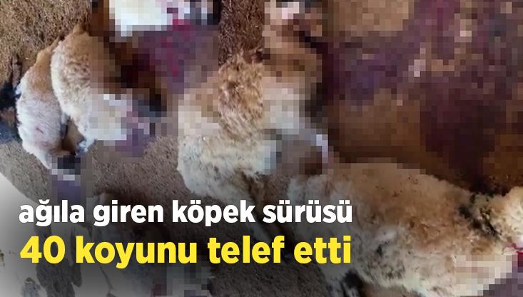 Ağıla Giren Köpek Sürüsü 40 Koyunu Telef Etti