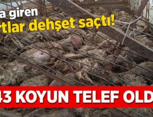 Ağıla Giren Kurtlar Dehşet Saçtı: 243 Koyun Telef Oldu!