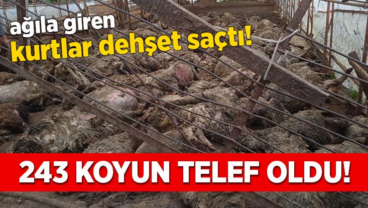 Ağıla Giren Kurtlar Dehşet Saçtı: 243 Koyun Telef Oldu!