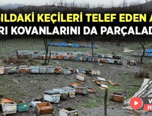 Ağıldaki Keçileri Telef Eden Ayı, Arı Kovanlarını Da Parçaladı