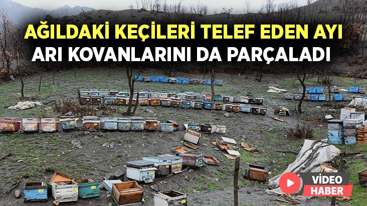 Ağıldaki Keçileri Telef Eden Ayı, Arı Kovanlarını Da Parçaladı