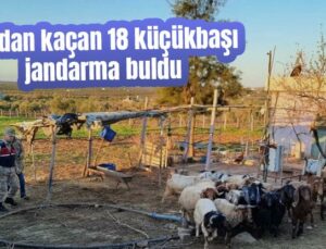 Ağıldan Kaçan 18 Küçükbaşı Jandarma Buldu