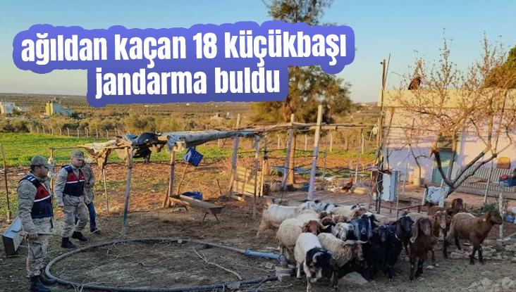 Ağıldan Kaçan 18 Küçükbaşı Jandarma Buldu