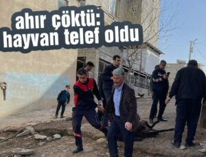 Ahır Çöktü: 12 Hayvan Telef Oldu