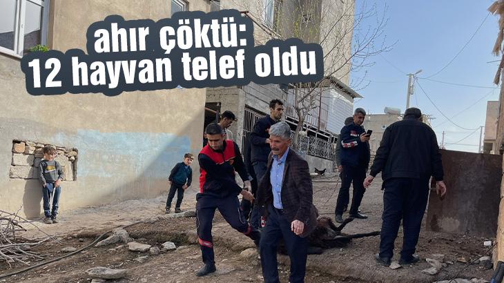 Ahır Çöktü: 12 Hayvan Telef Oldu