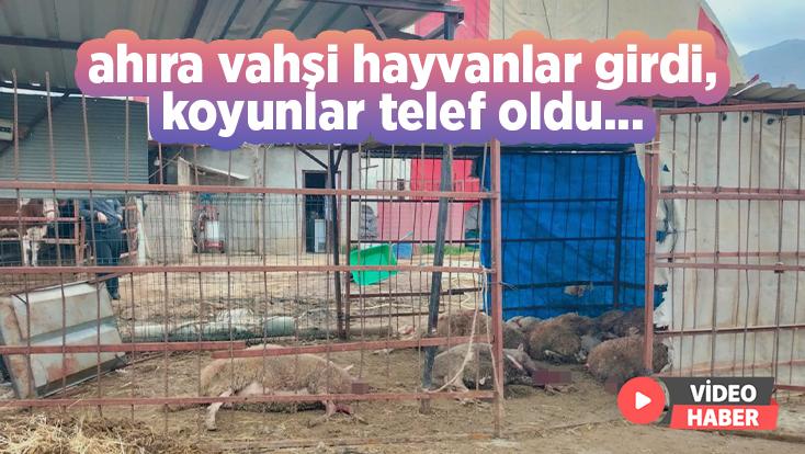 Ahıra Vahşi Hayvanlar Girdi, Koyunlar Telef Oldu…