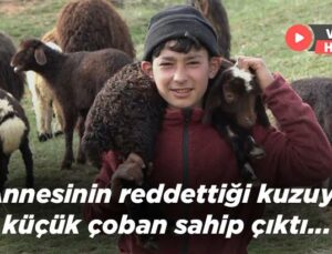 Annesinin Reddettiği Kuzuya Küçük Çoban Sahip Çıktı