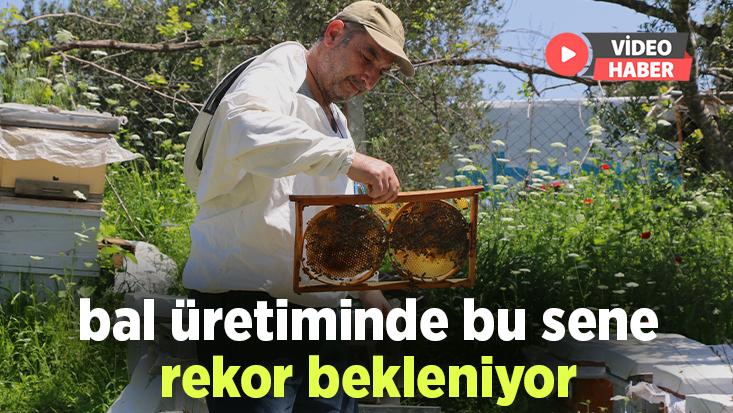 Bal Üretiminde Bu Sene Rekor Bekleniyor