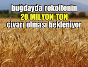 Buğdayda Rekoltenin 20 Milyon Ton Civarı Olması Bekleniyor