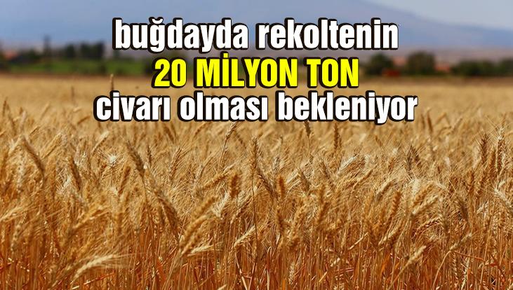 Buğdayda Rekoltenin 20 Milyon Ton Civarı Olması Bekleniyor