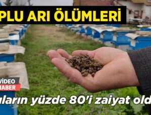 Bursa’Da Toplu Arı Ölümleri