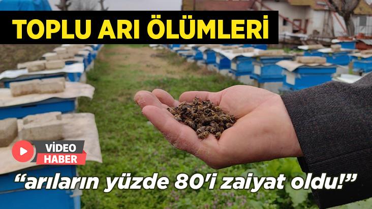 Bursa’Da Toplu Arı Ölümleri