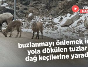 Buzlanmayı Önlemek Için Yola Dökülen Tuzlar Dağ Keçilerine Yaradı