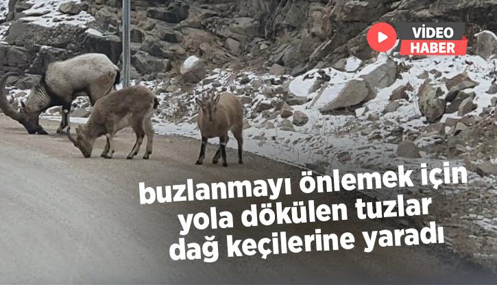 Buzlanmayı Önlemek Için Yola Dökülen Tuzlar Dağ Keçilerine Yaradı