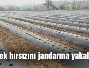 Çilek Hırsızını Jandarma Yakaladı