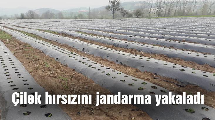 Çilek Hırsızını Jandarma Yakaladı