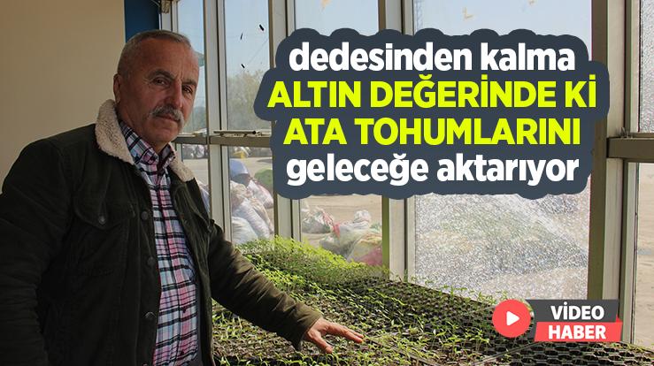 Dedesinden Kalma Altın Değerindeki Ata Tohumlarını Geleceğe Aktarıyor