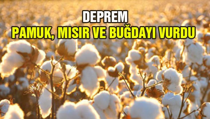 Deprem Pamuk, Mısır Ve Buğdayı Vurdu