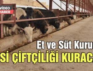 Et Ve Süt Kurumu Besi Çiftliği Kuracak