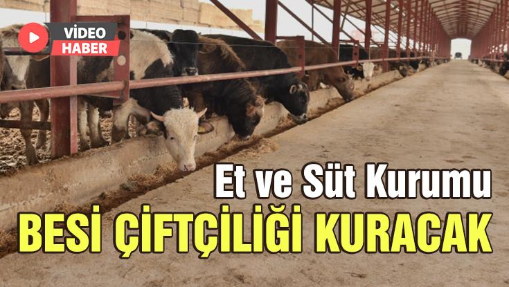 Et Ve Süt Kurumu Besi Çiftliği Kuracak