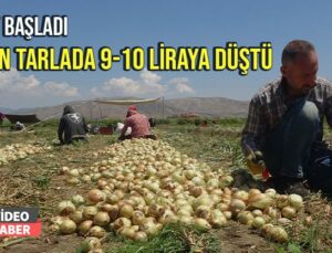 Hasat Başladı, Soğan Tarlada 9-10 Lira Seviyesine Düştü