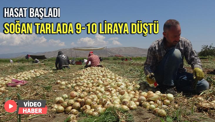 Hasat Başladı, Soğan Tarlada 9-10 Lira Seviyesine Düştü