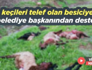 Keçileri Telef Olan Besiciye Belediye Başkanından Destek