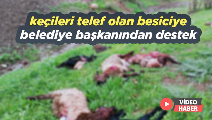 Keçileri Telef Olan Besiciye Belediye Başkanından Destek