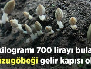 Kilogramı 700 Lirayı Bulan Kuzugöbeği Gelir Kapısı Oldu