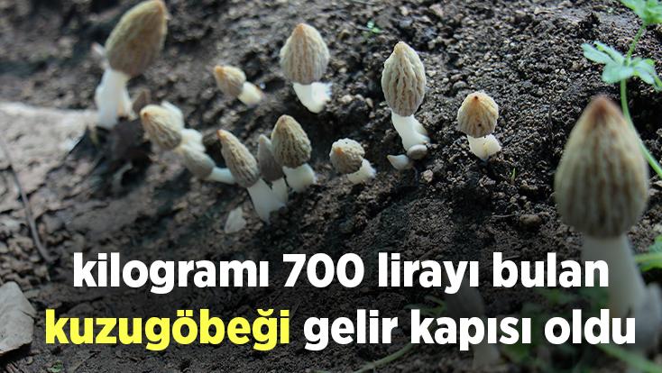 Kilogramı 700 Lirayı Bulan Kuzugöbeği Gelir Kapısı Oldu