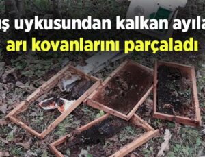 Kış Uykusundan Kalkan Ayılar Arı Kovanlarını Parçaladı