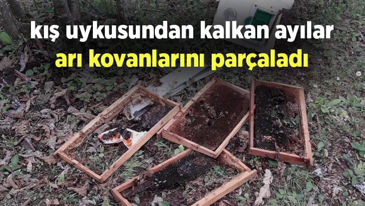 Kış Uykusundan Kalkan Ayılar Arı Kovanlarını Parçaladı