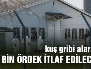 Kuş Gribi Alarmı: 37 Bin Ördek Itlaf Edilecek