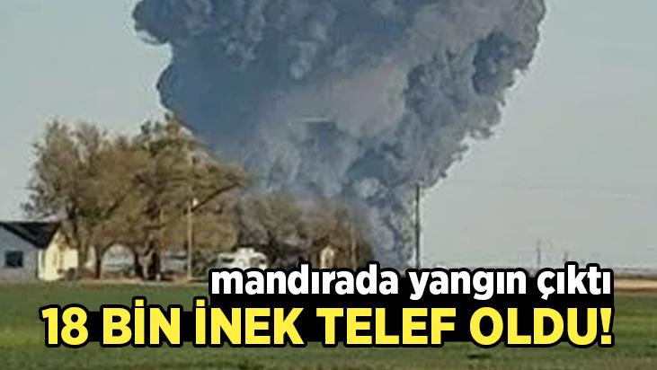 Mandırada Yangın Çıktı: 18 Bin Inek Telef Oldu