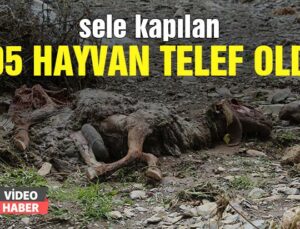 Sele Kapılan 205 Hayvan Telef Oldu