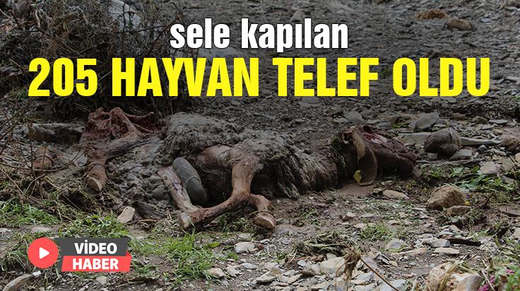 Sele Kapılan 205 Hayvan Telef Oldu