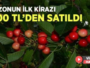 Sezonun Ilk Kirazı 800 Tl’den Satıldı