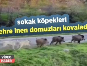 Sokak Köpekleri Şehre Inen Domuzları Kovaladı