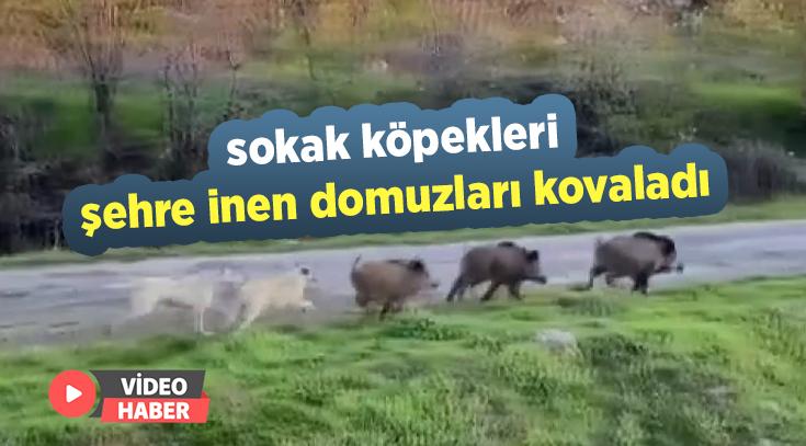 Sokak Köpekleri Şehre Inen Domuzları Kovaladı