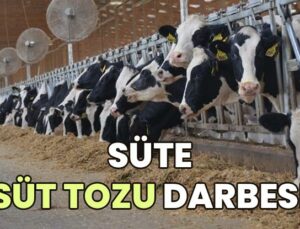 Süte Süt Tozu Darbesi