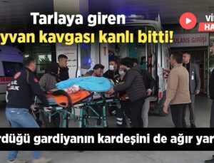 Tarlaya Giren Hayvan Kavgası Kanlı Bitti