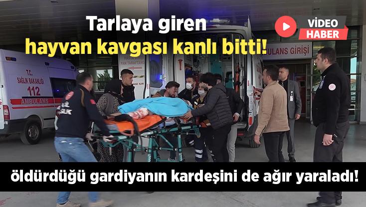 Tarlaya Giren Hayvan Kavgası Kanlı Bitti