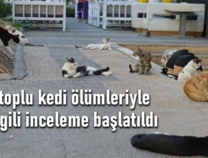 Toplu Kedi Ölümleriyle Ilgili Inceleme Başlatıldı