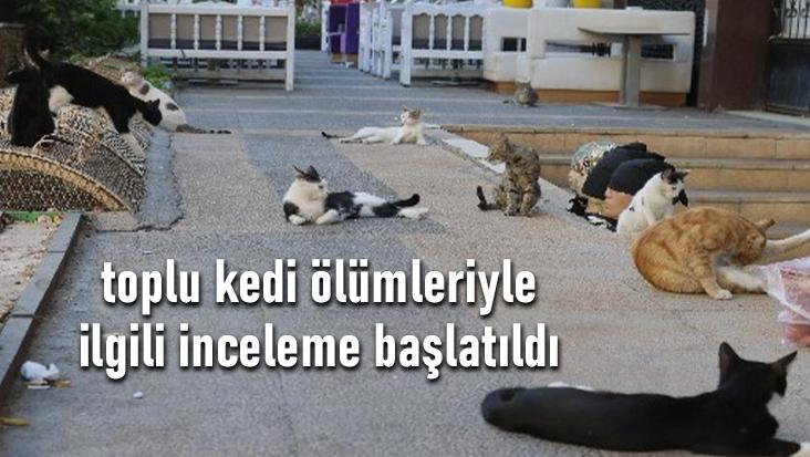 Toplu Kedi Ölümleriyle Ilgili Inceleme Başlatıldı