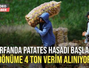 Turfanda Patates Hasadı Başladı: Dönüme 4 Ton Verim Alınıyor