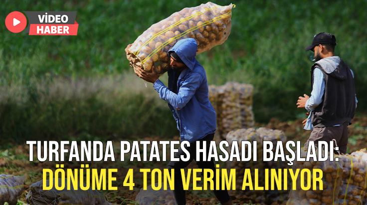 Turfanda Patates Hasadı Başladı: Dönüme 4 Ton Verim Alınıyor