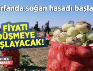 Turfanda Soğan Hasadı Başladı: Fiyatı Düşmeye Başlayacak